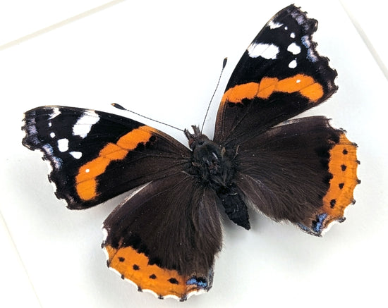 Vanessa atalanta "Admiral"