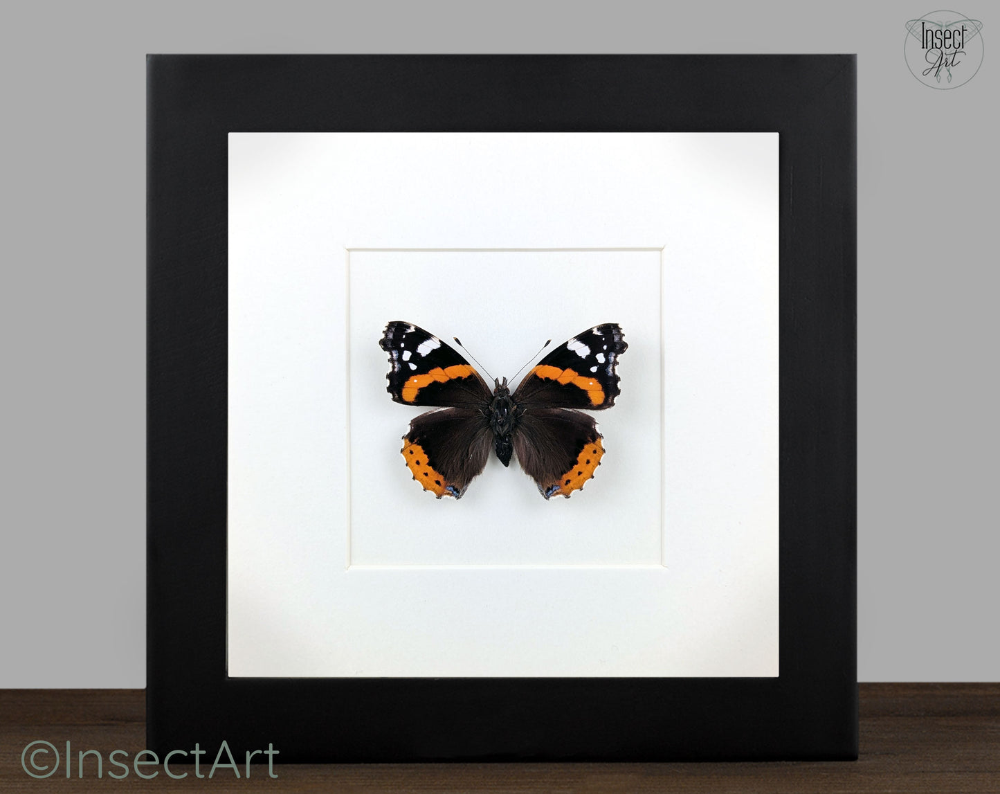 Vanessa atalanta "Admiral"