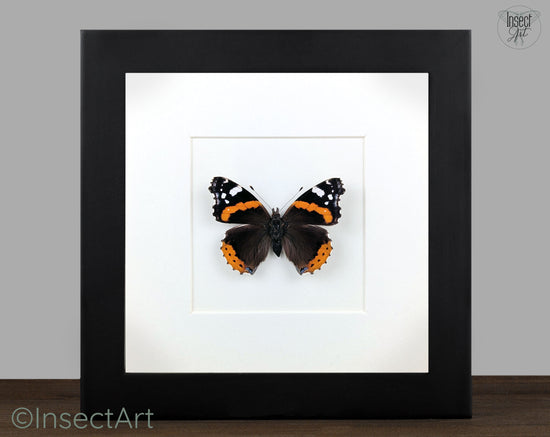 Vanessa atalanta "Admiral"