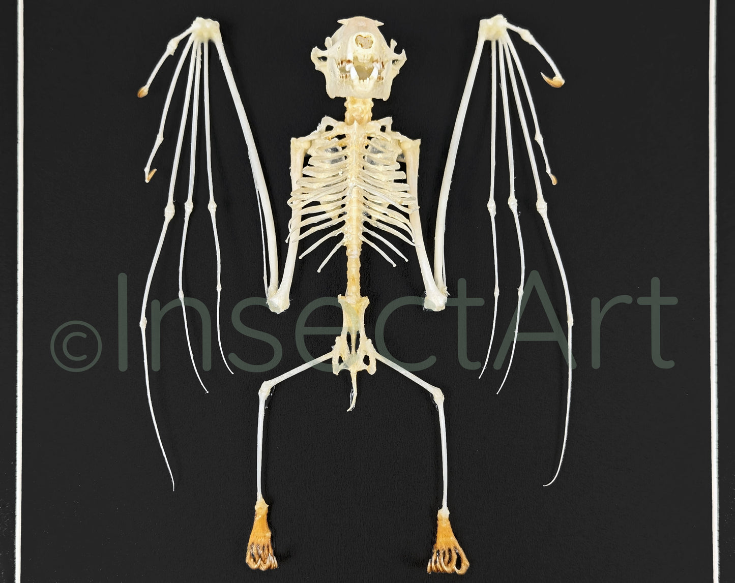 Cynopterus sphinx