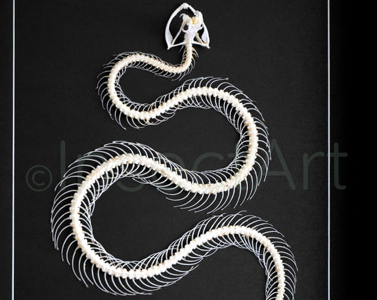 Real Great Viper Trimeresurus albolabris prepared skeleton