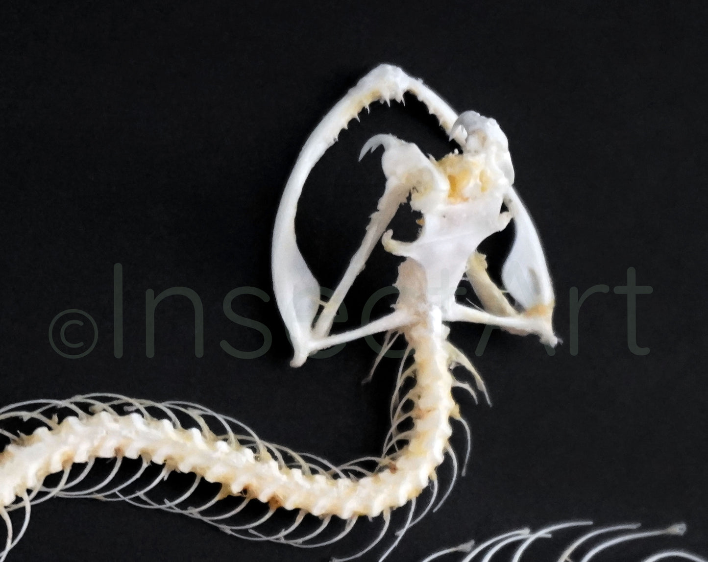 Real Great Viper Trimeresurus albolabris prepared skeleton