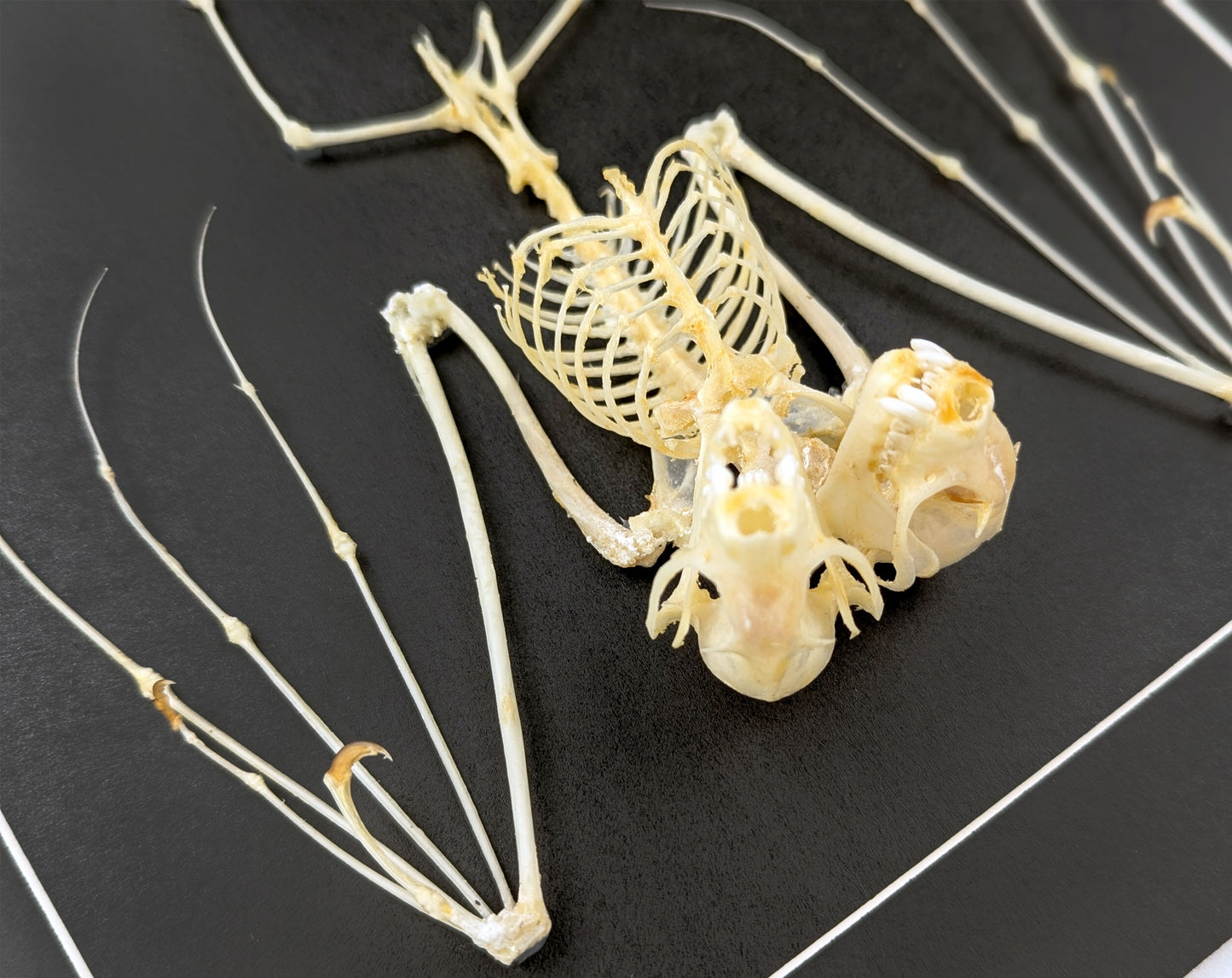 Bat skeleton with 2 heads