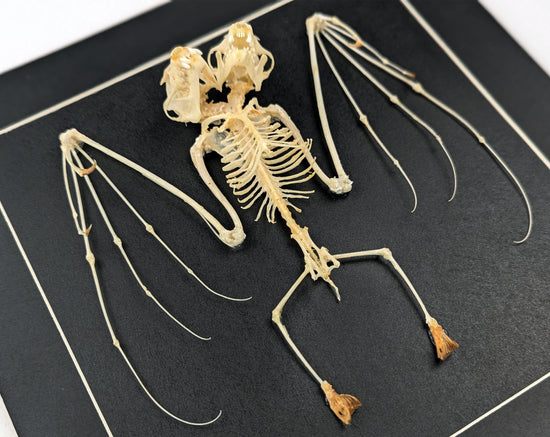 Bat skeleton with 2 heads
