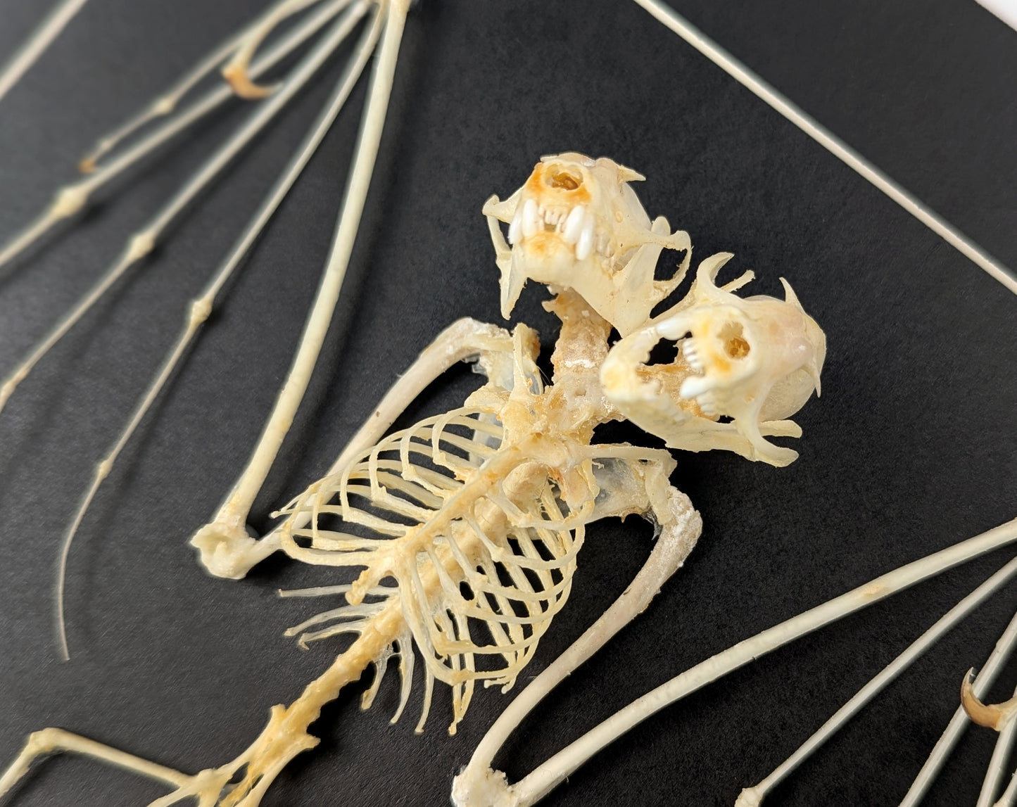 Bat skeleton with 2 heads