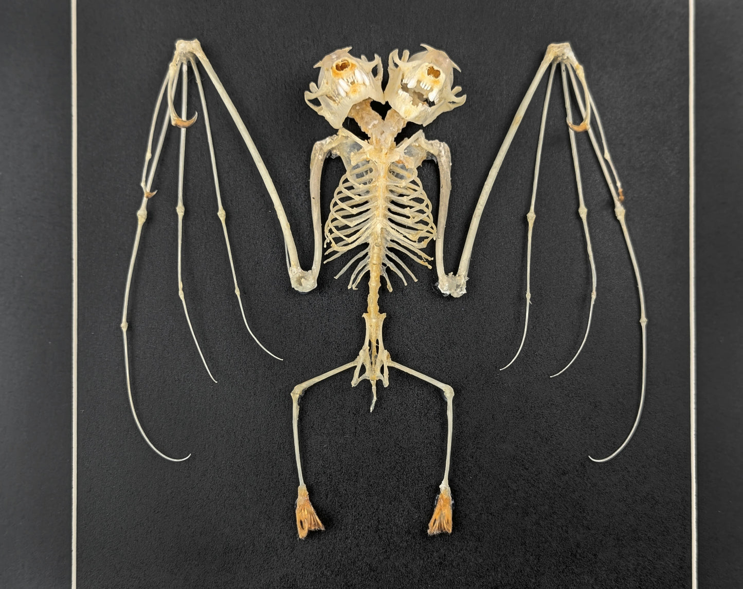 Bat skeleton with 2 heads