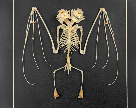 Bat skeleton with 2 heads