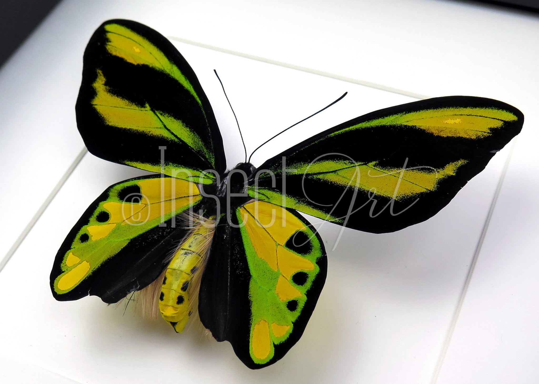 Ornithoptera tithonus misresiana ♂  Schmetterling InsectArt