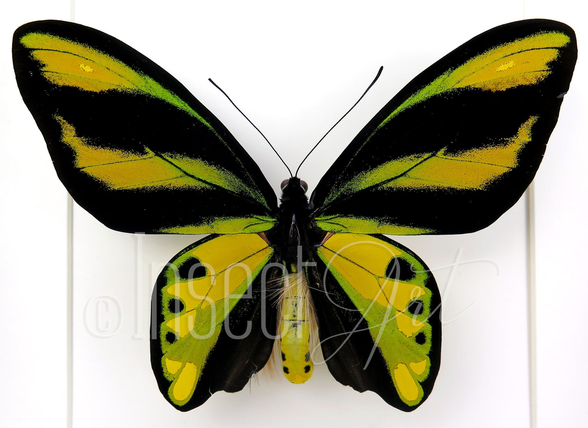 Ornithoptera tithonus misresiana ♂  Schmetterling InsectArt
