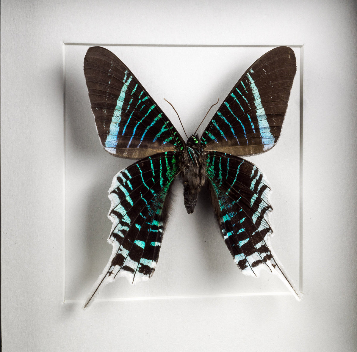 Real framed moth, Urania leilus moth Verso colorful curiosities ...