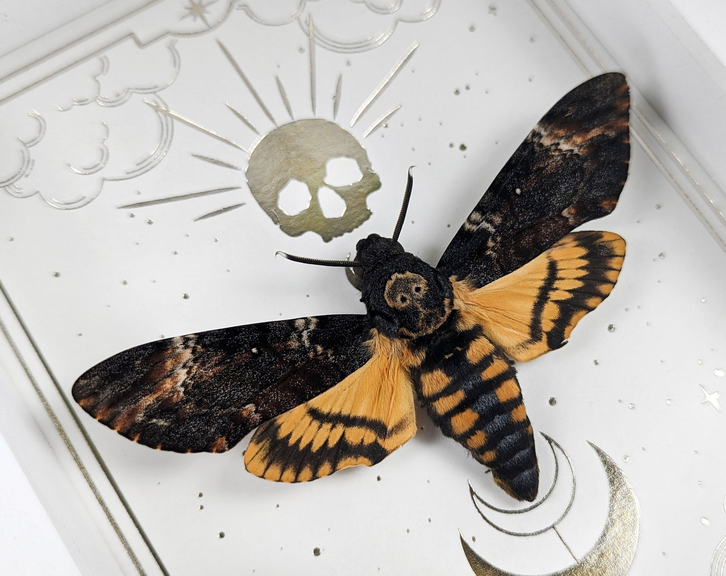 LA MORT Acherontia atropos