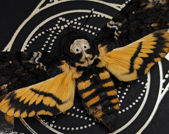 Acherontia atropos