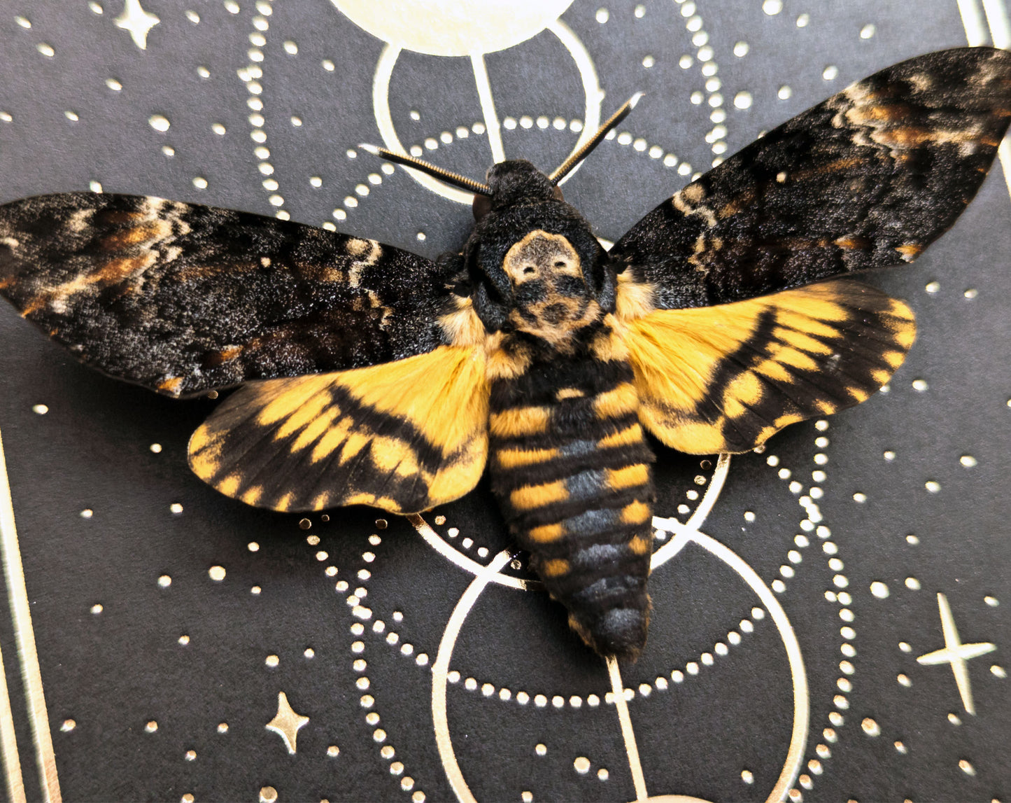 Acherontia atropos