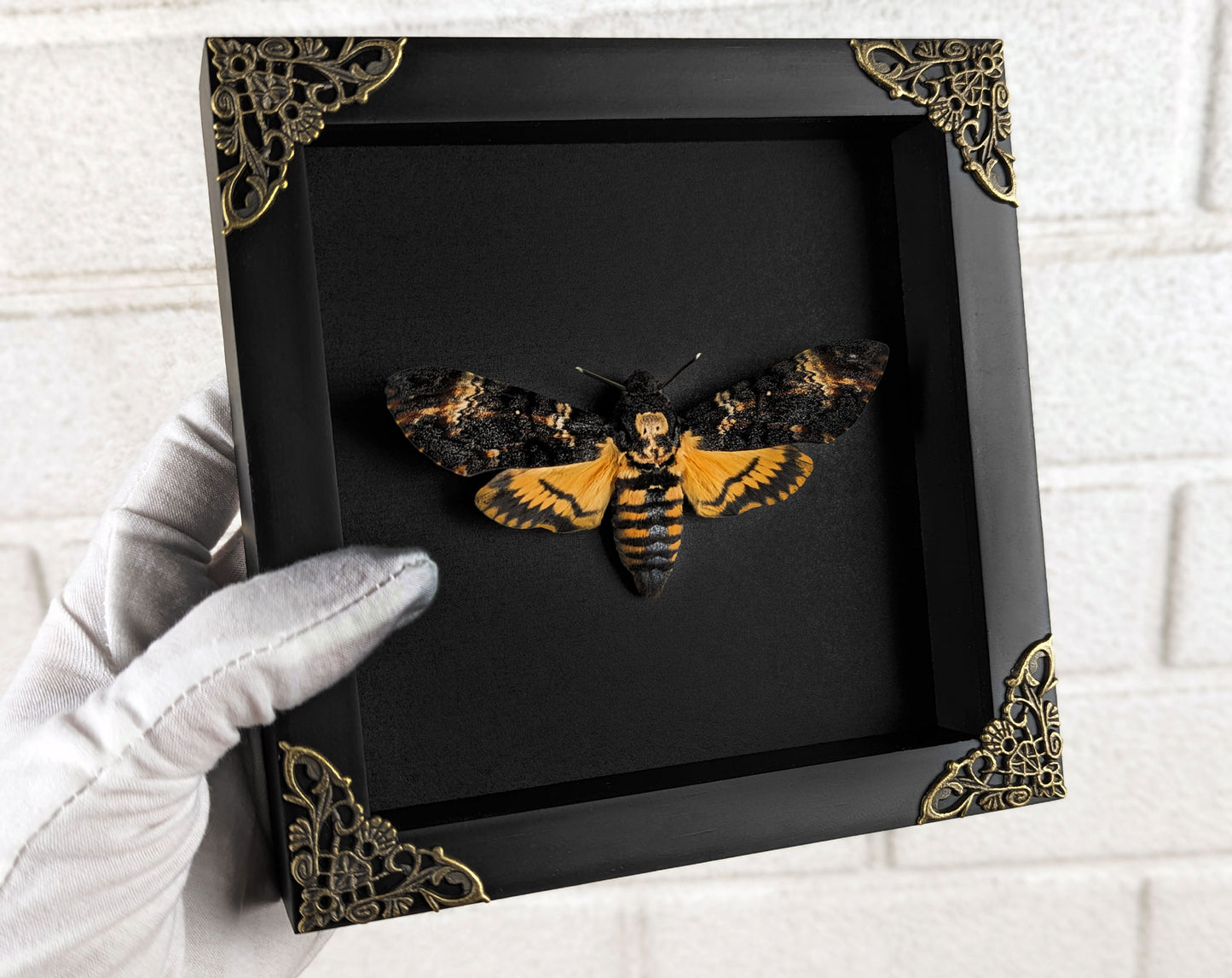 Acherontia atropos