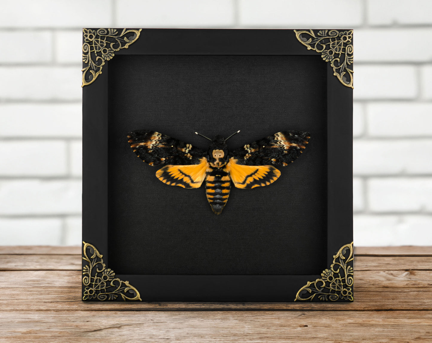 Acherontia atropos