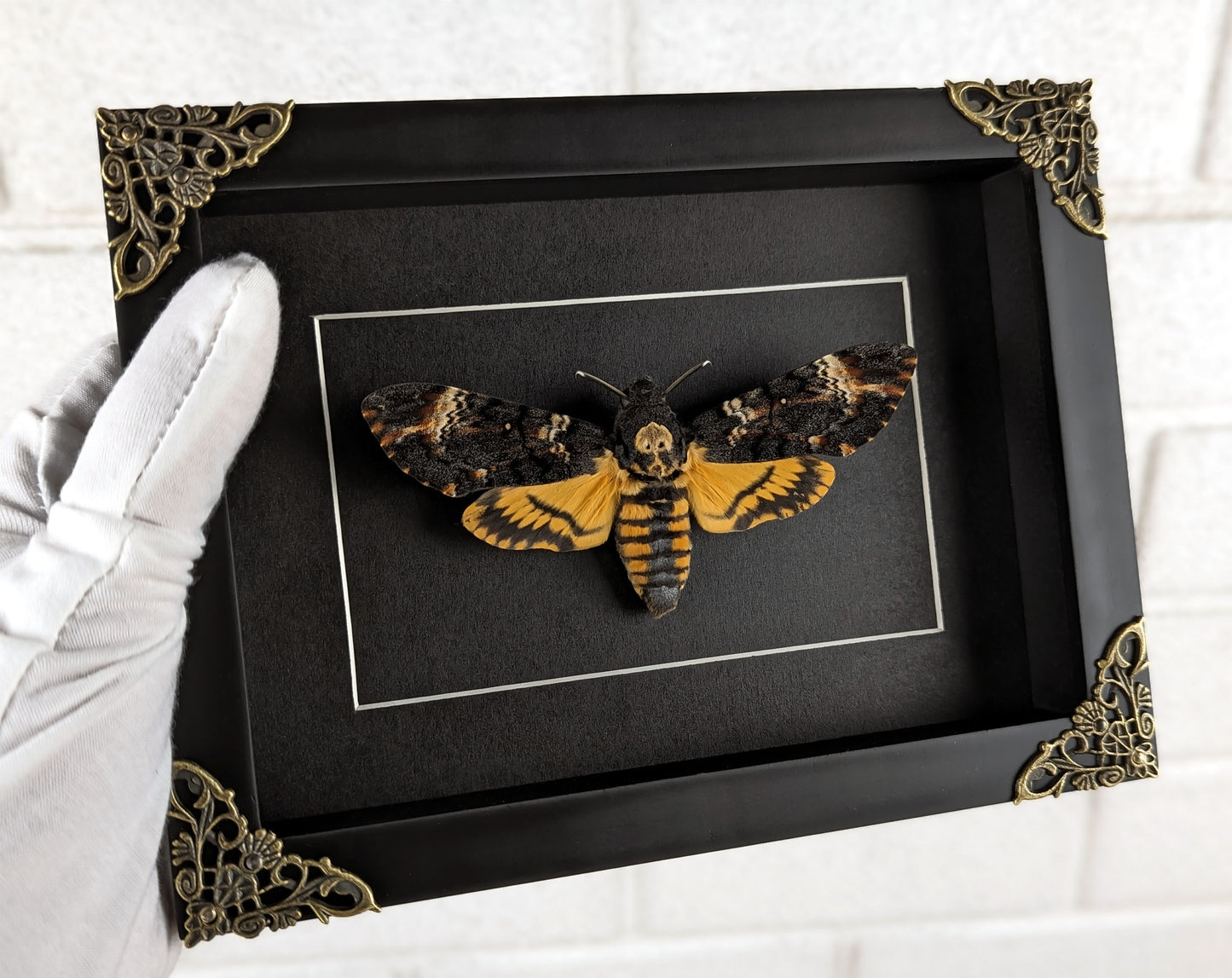 Acherontia atropos
