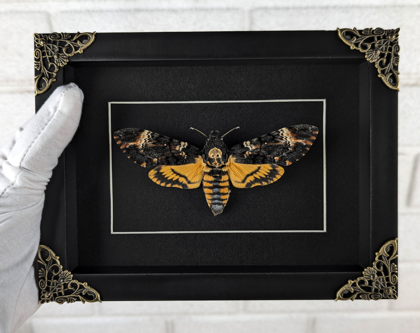 Acherontia atropos