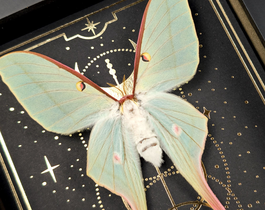 Actias Dubernardi ♀