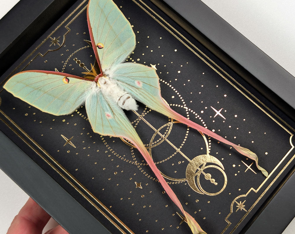 Actias Dubernardi ♀
