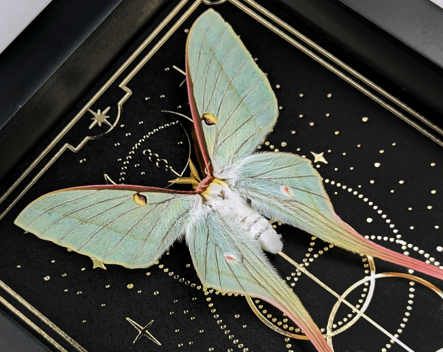 Actias Dubernardi ♀