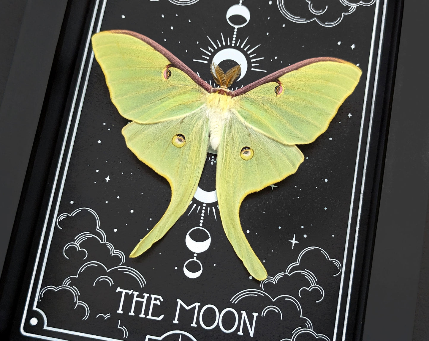 LA LUNE Actias luna