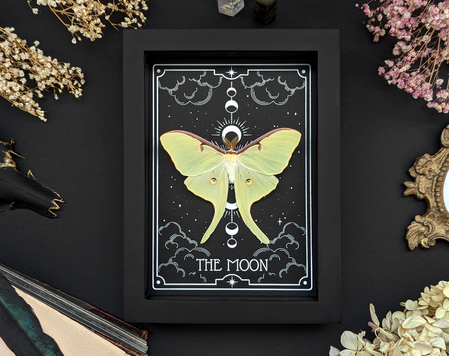 THE MOON Actias luna