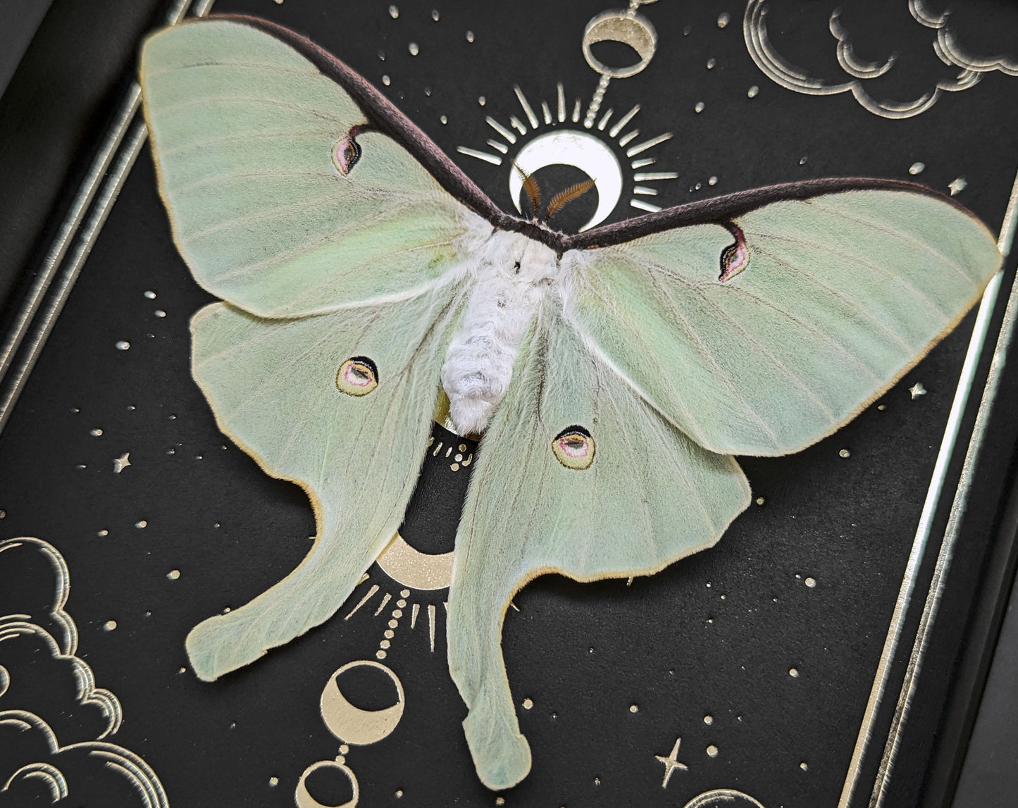 LA LUNE Actias luna