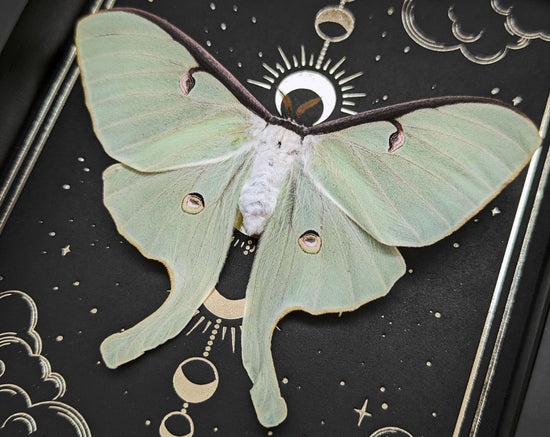 THE MOON Actias luna