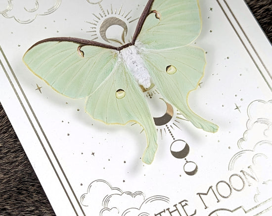 THE MOON Actias luna