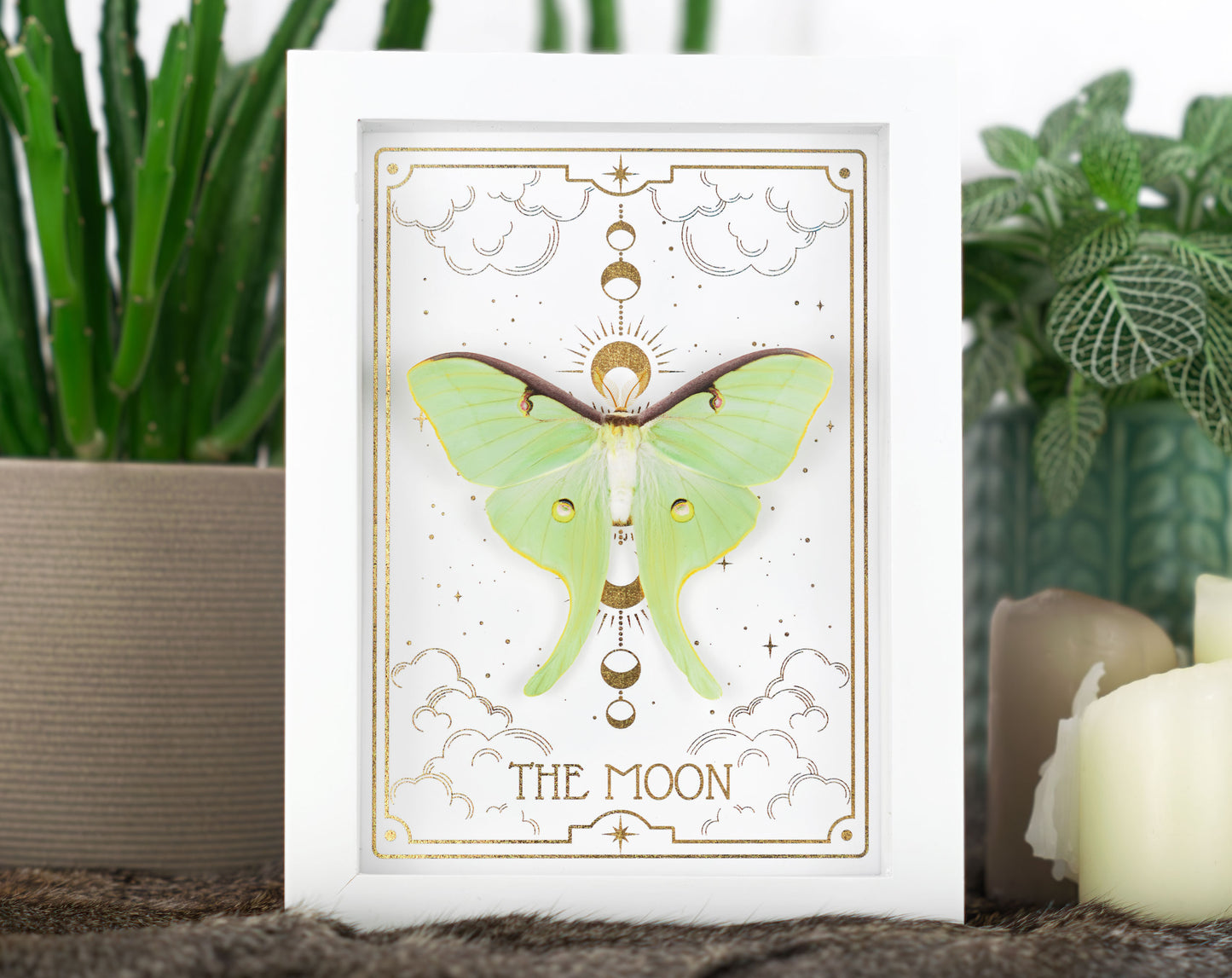 THE MOON Actias luna