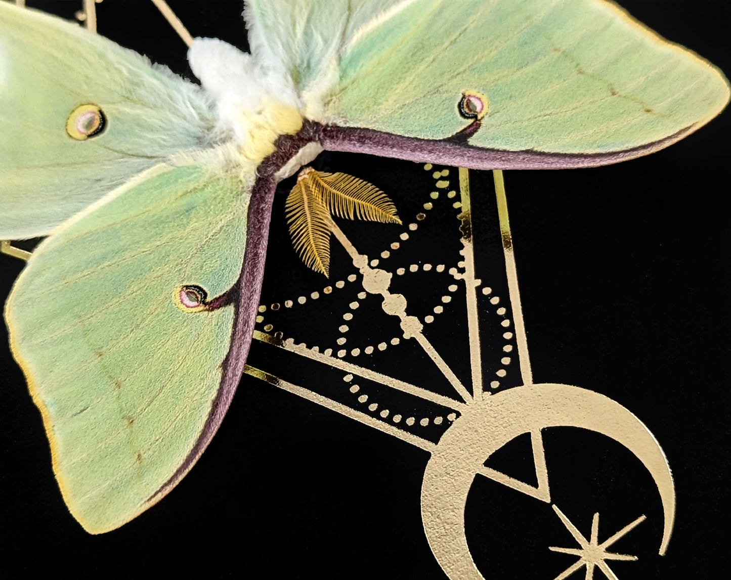 Actias luna