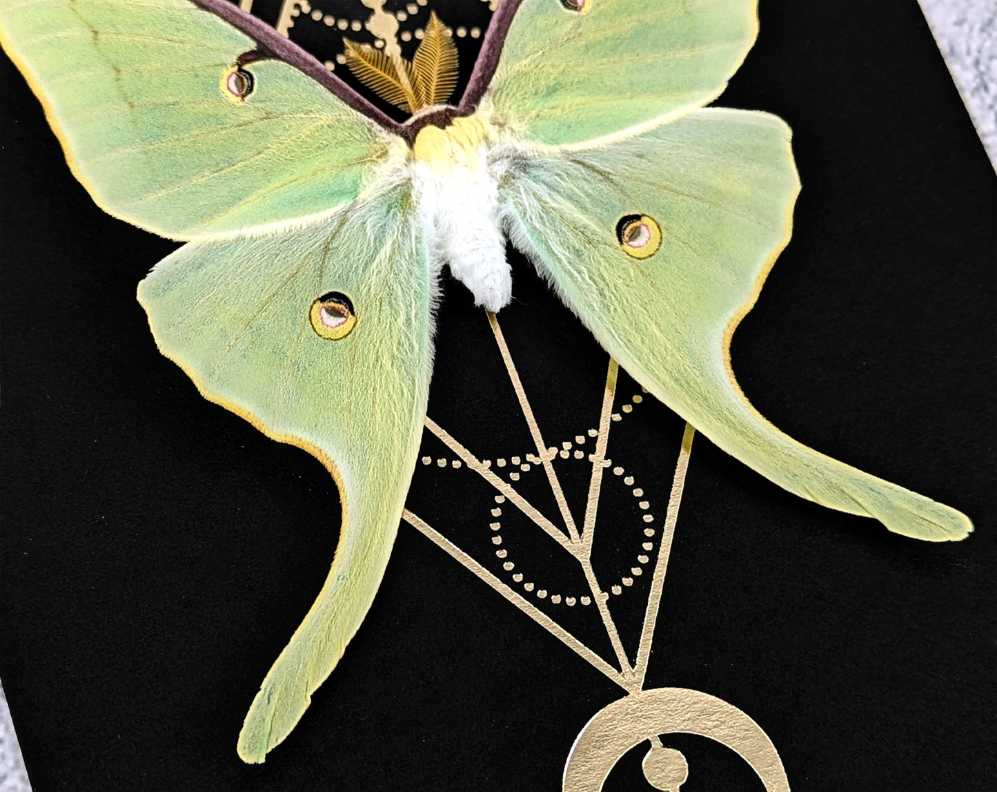 Actias Luna