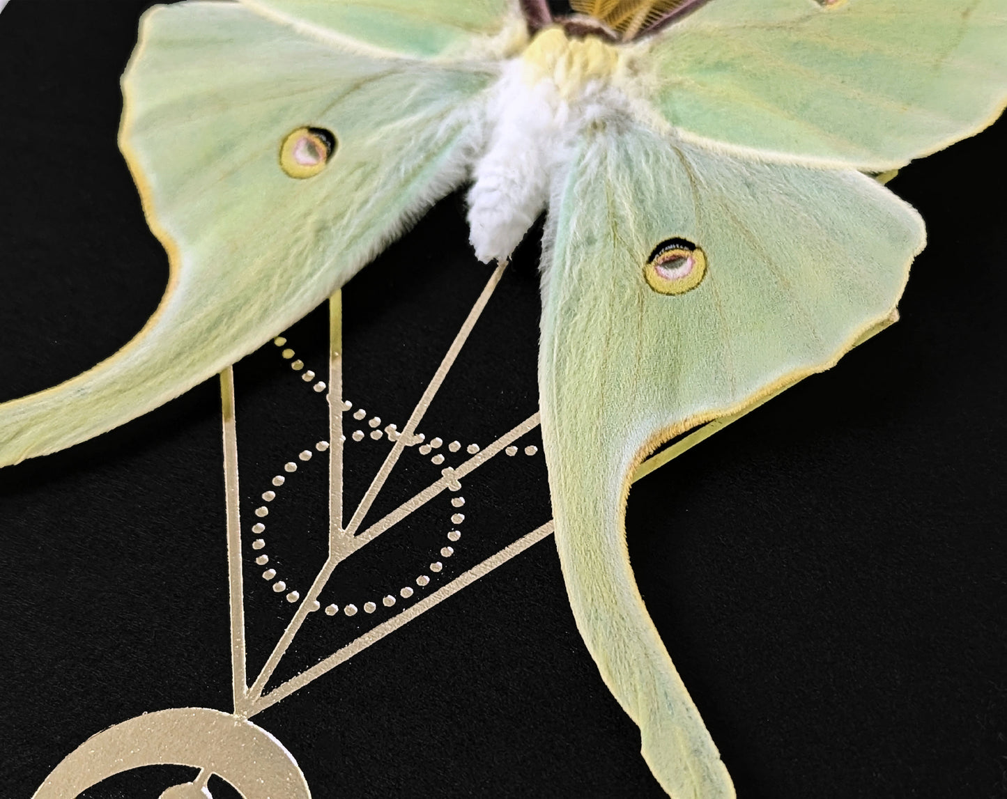 Actias Luna