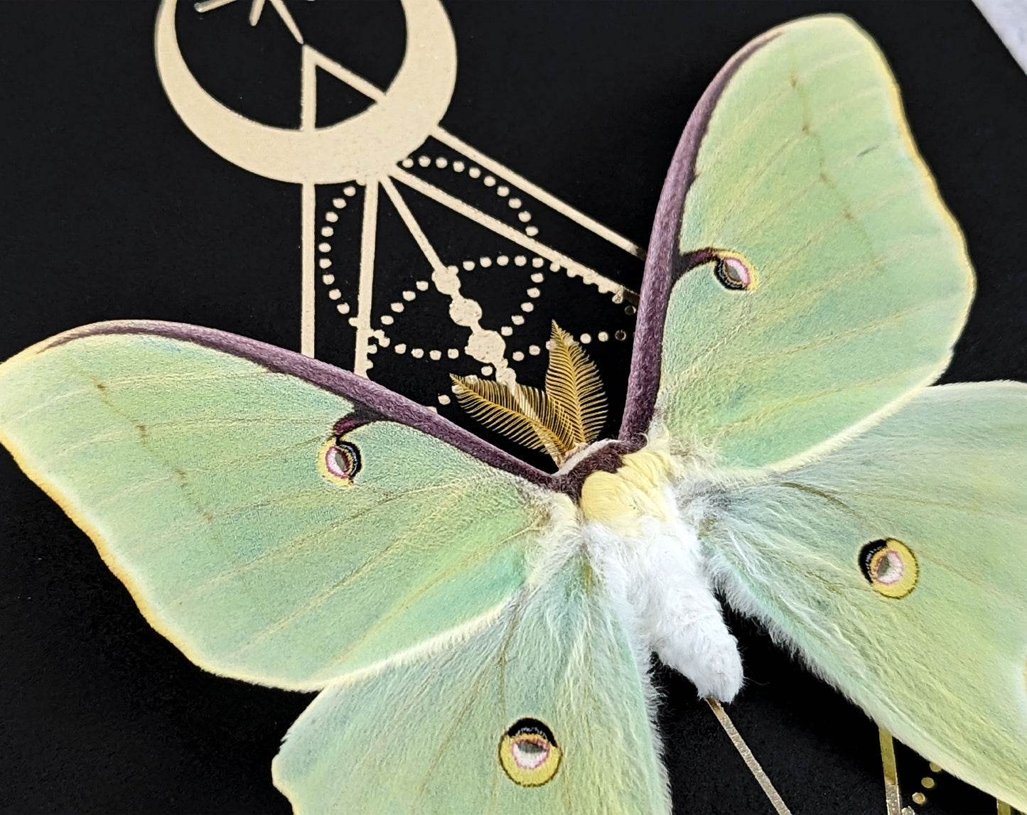 Actias Luna