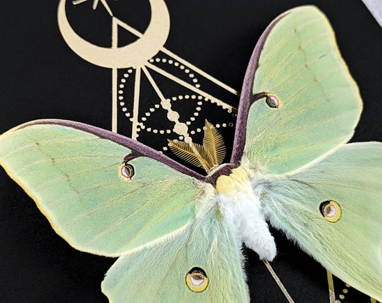 Actias luna