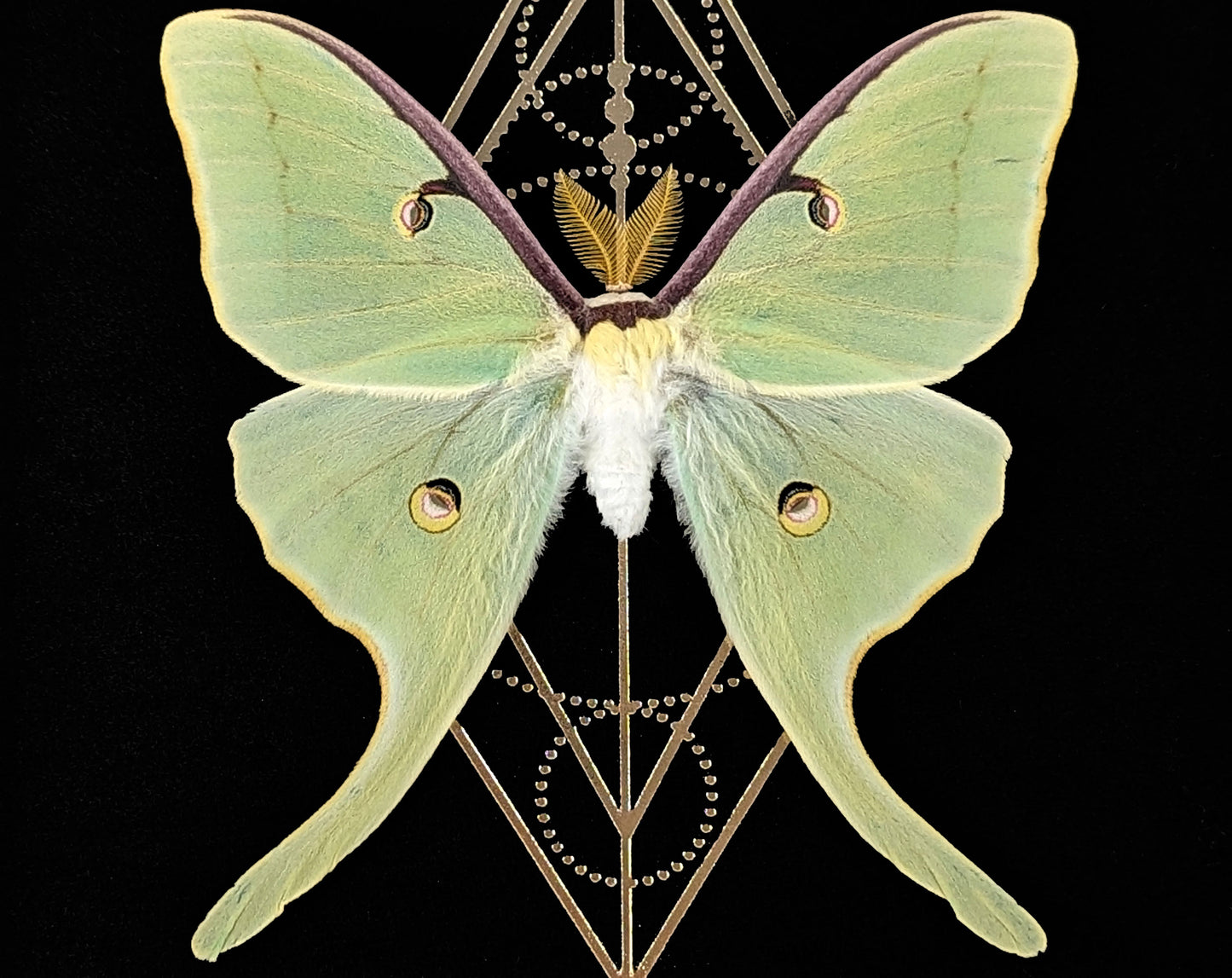 Actias luna