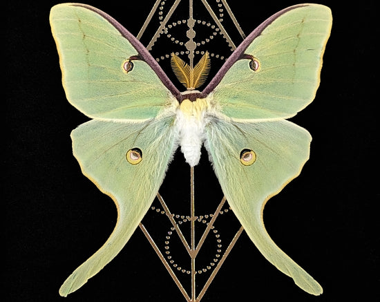 Actias Luna