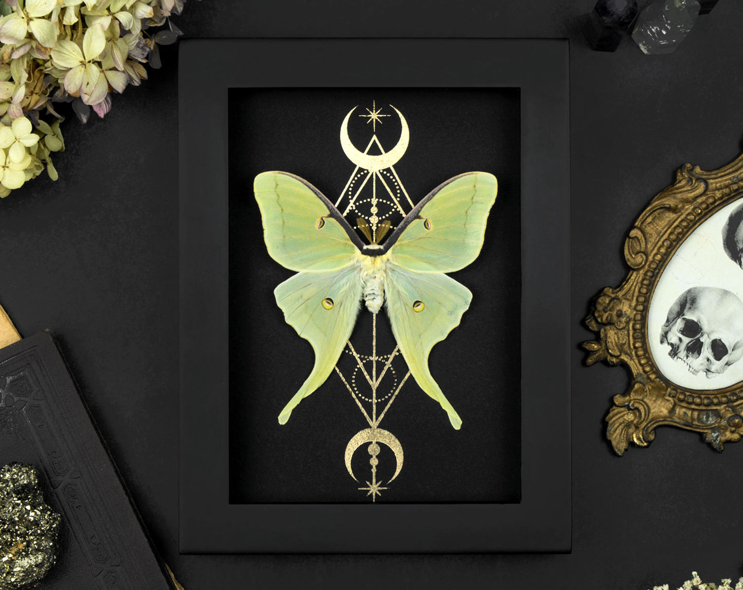 Actias Luna