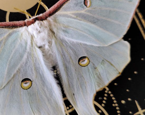 Actias lune (A2)