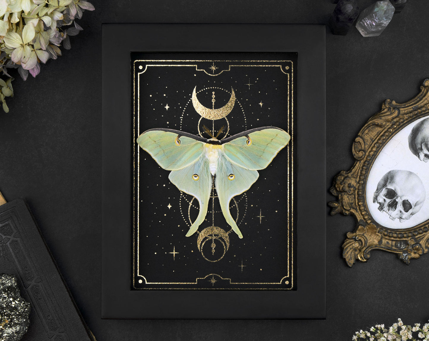 Actias luna