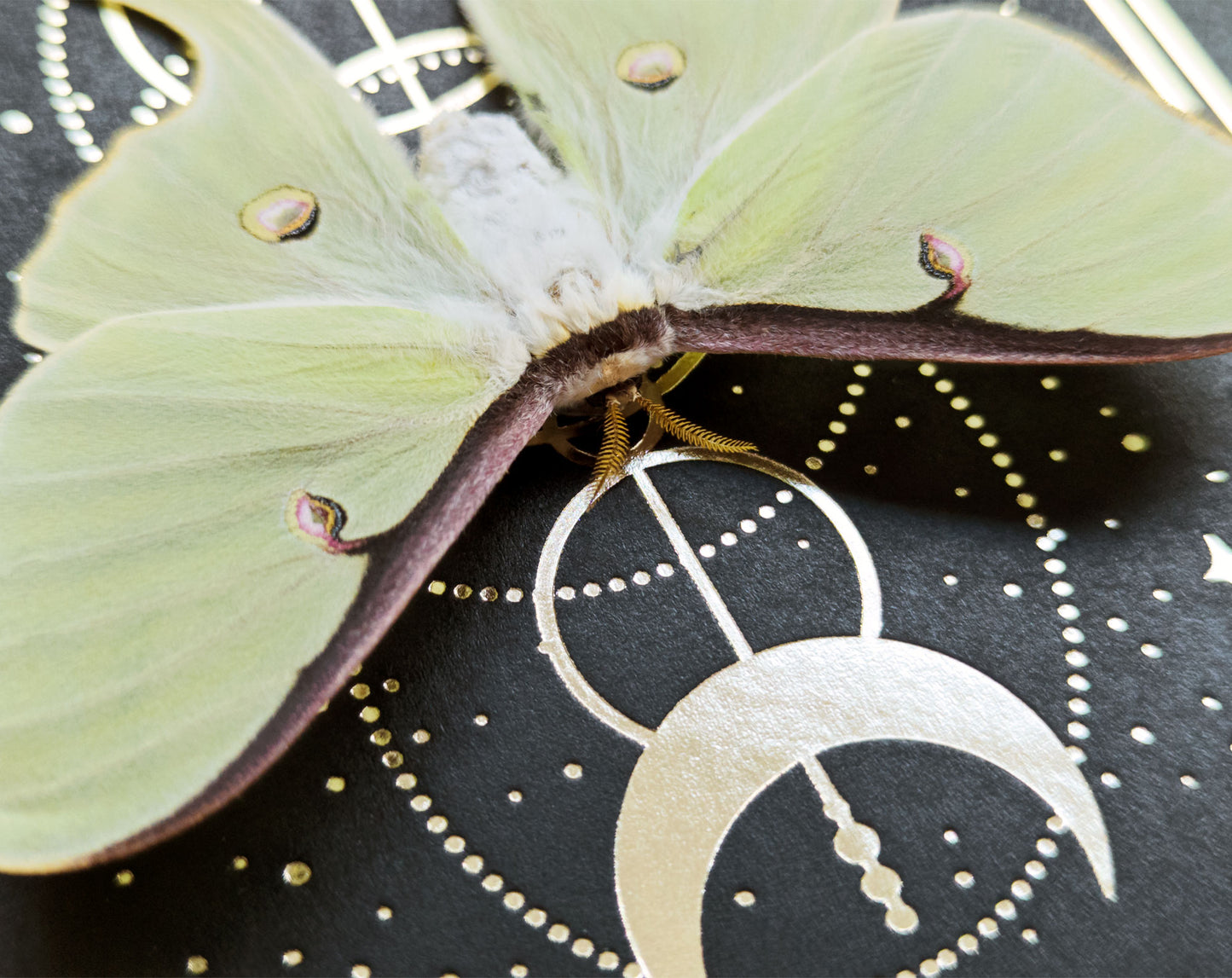 Actias luna