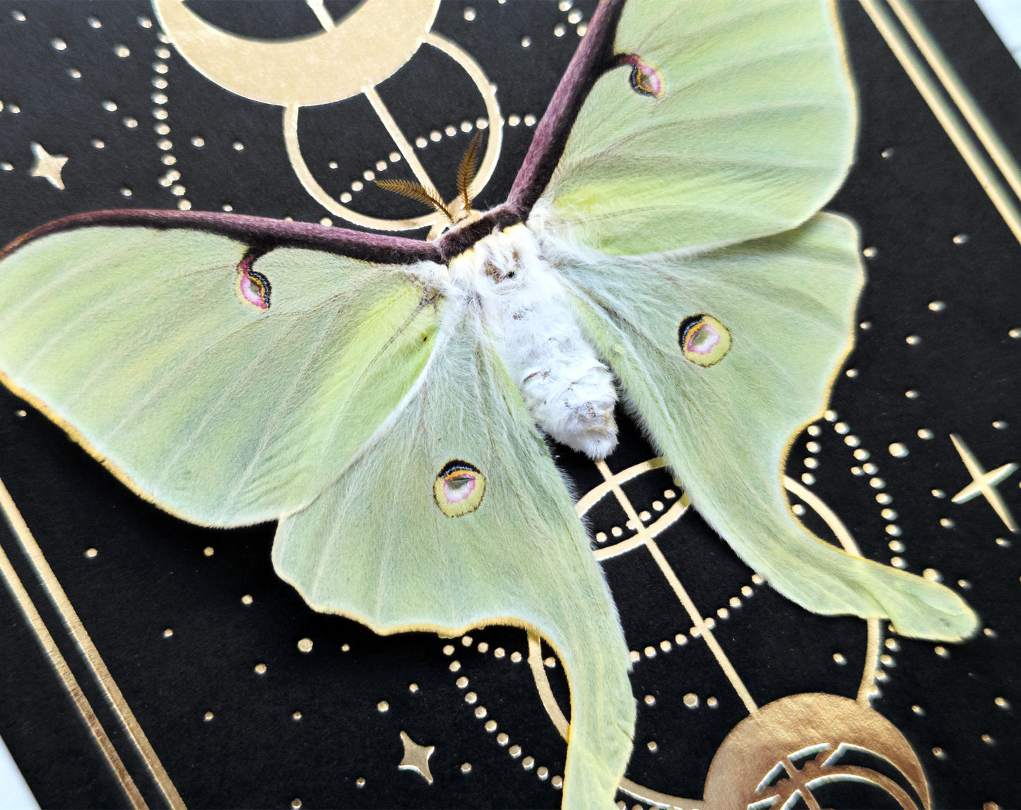 Actias luna