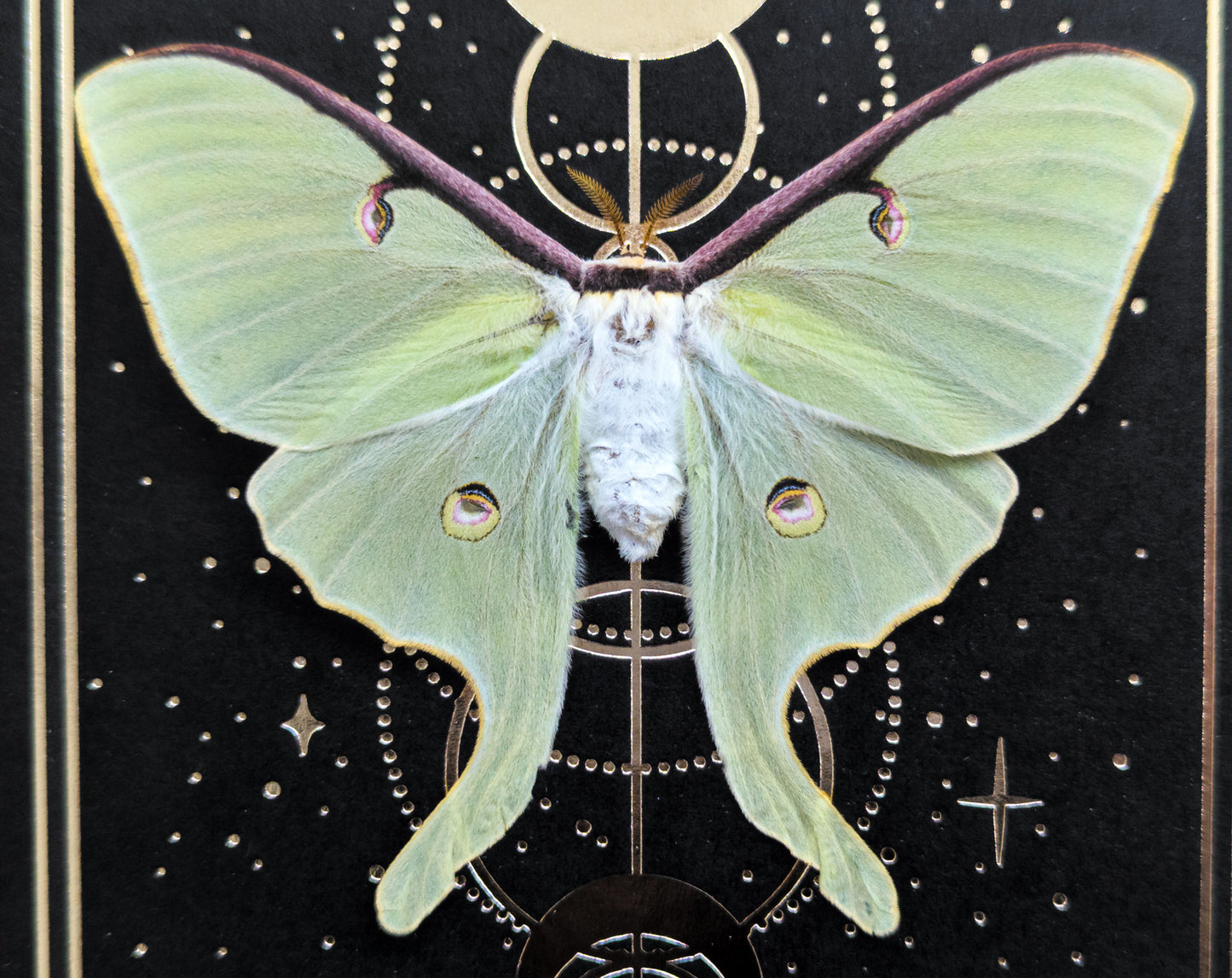 Actias luna