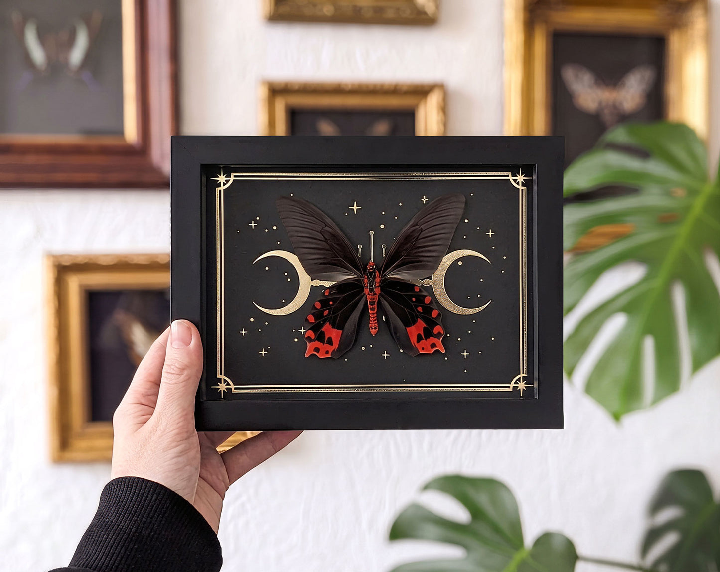 Atrophaneura semperi mit Goldprint | echter Schmetterling im Rahmen