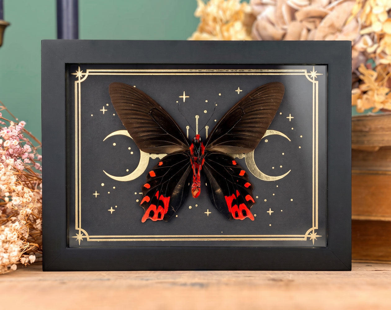 Atrophaneura semperi mit Goldprint | echter Schmetterling im Rahmen