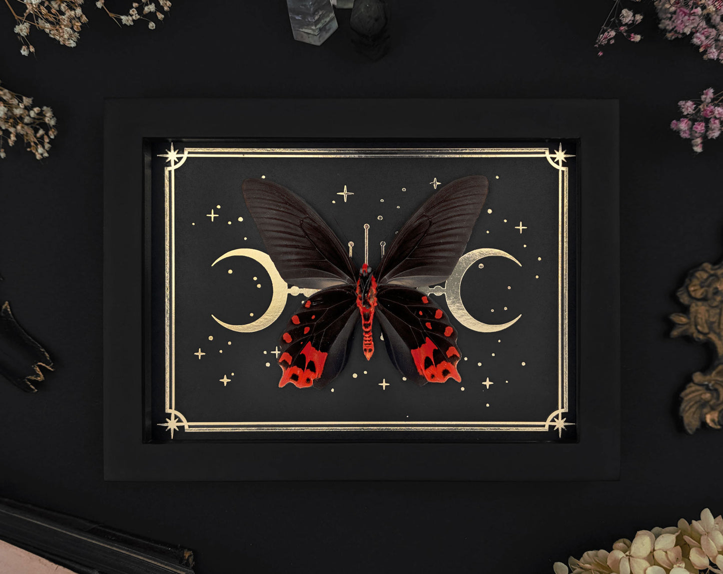 Atrophaneura semperi mit Goldprint | echter Schmetterling im Rahmen
