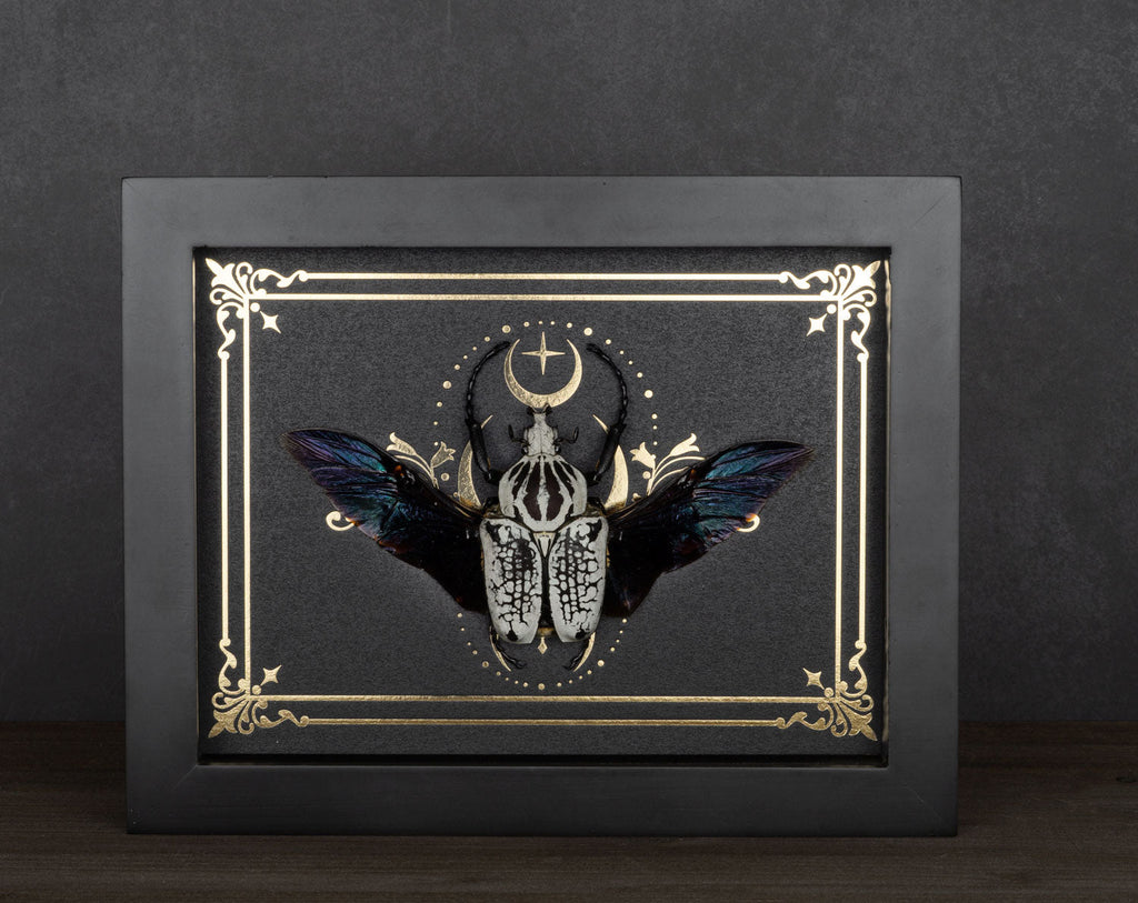 Goliathus orientalis – InsectArt