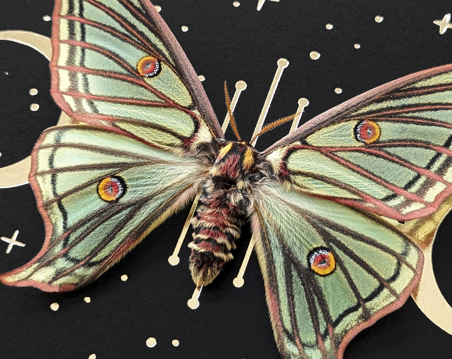Isabellaspinner gerahmt mit Goldprint | echtes Actias isabellae Weibchen