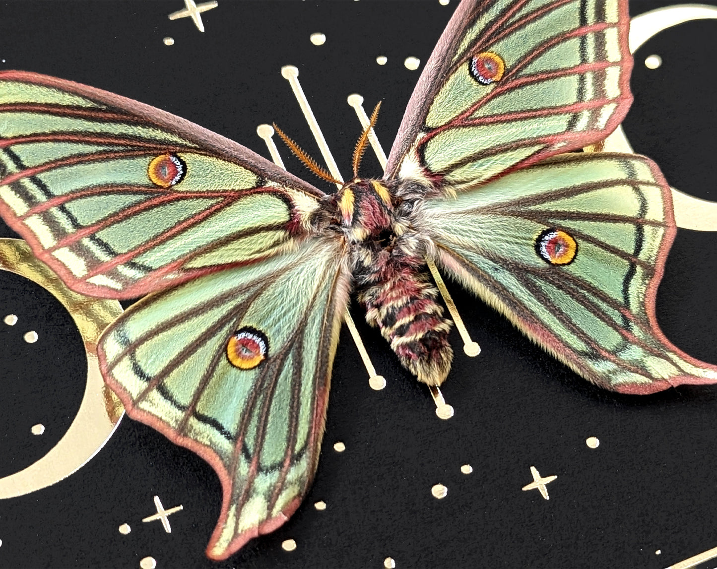 Isabellaspinner gerahmt mit Goldprint | echtes Actias isabellae Weibchen