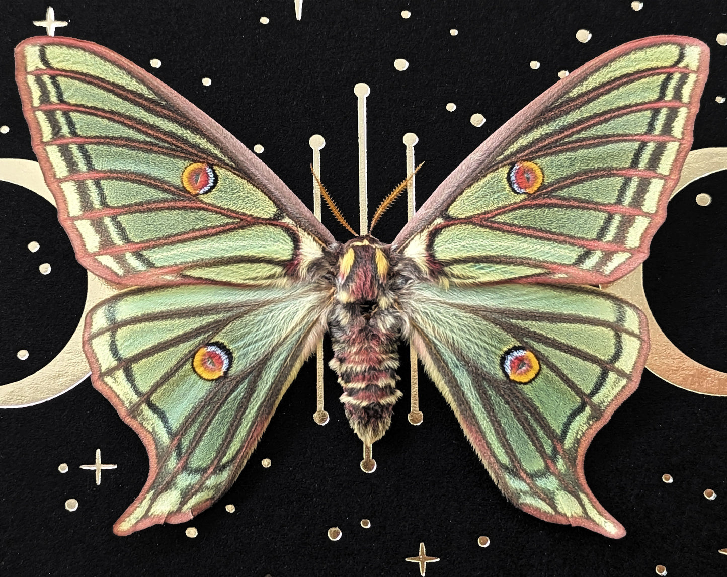 Isabellaspinner gerahmt mit Goldprint | echtes Actias isabellae Weibchen